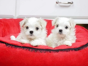 Bichon Maltese - Suntem Canisa Autorizata - Direct Producatori - imagine 3