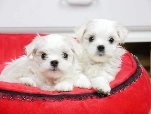 Bichon Maltese - Suntem Canisa Autorizata - Direct Producatori