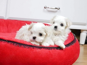 Bichon Maltese - Suntem Canisa Autorizata - Direct Producatori - imagine 4