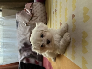 Pui Bichon Havanez - imagine 5