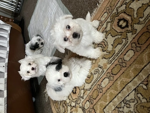 Puiuți adorabili de Bichon Havanez