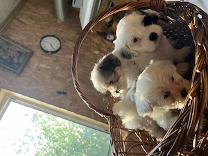Pui Bichon Havanez - imagine 2