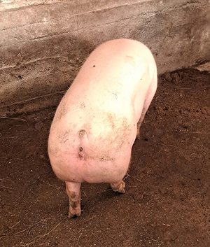 Vând porc rasa de carne  - imagine 4