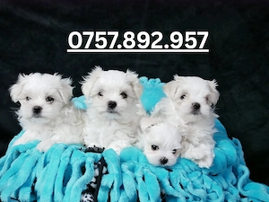 Bichon Maltez - Mini Toy - canisa autorizata Ansvsa - imagine 5