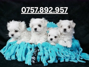 Bichon Maltez - Mini Toy - canisa autorizata Ansvsa - imagine 2
