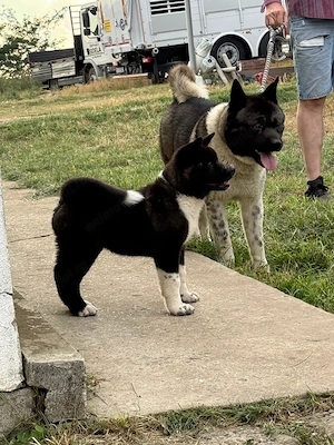 Pui femela akita american - imagine 5