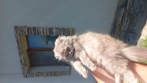 Pisoi Scottish fold  - imagine 4