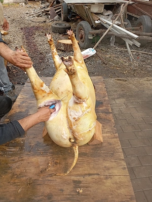 porci de vânzare 