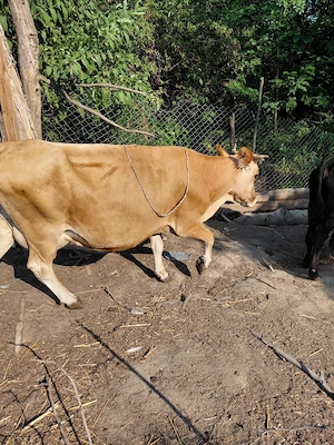 Vaca cu vitea