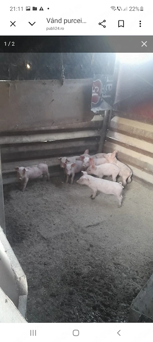 Vând purcei 205 lei bucata
