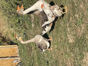 Gâște +Cocoși și Rațe 