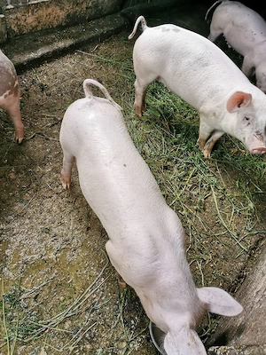 Grasuni   Porci 40+ kg - imagine 2