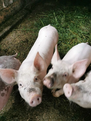 Grasuni   Porci 40+ kg - imagine 4