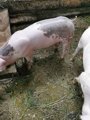 Grasuni   Porci 40+ kg - imagine 3