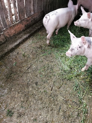 Grasuni   Porci 40+ kg - imagine 5