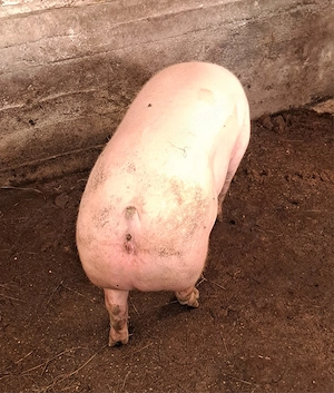 Vând porci rasă de carne 