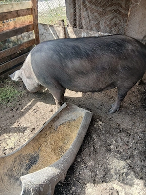 de vânzare scroafă gestanta de o luna preț 3000 lei preț fix 180 200 kg aproximativ  - imagine 3
