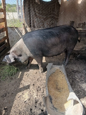 de vânzare scroafă gestanta de o luna preț 3000 lei preț fix 180 200 kg aproximativ  - imagine 4