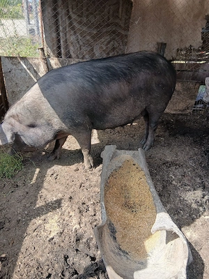 de vânzare scroafă gestanta de o luna preț 3000 lei preț fix 180 200 kg aproximativ  - imagine 5