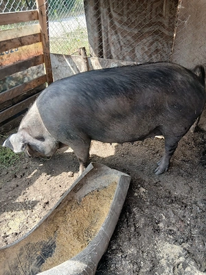 de vânzare scroafă gestanta de o luna preț 3000 lei preț fix 180 200 kg aproximativ  - imagine 2