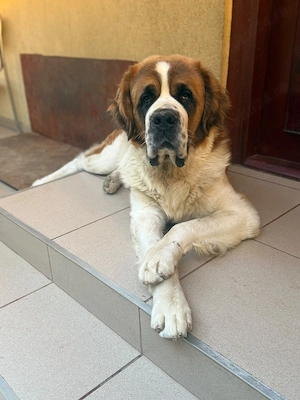 Mascul Saint Bernard cauta partenera - imagine 4