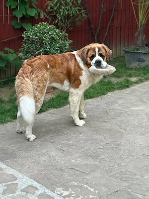 Mascul Saint Bernard cauta partenera - imagine 3