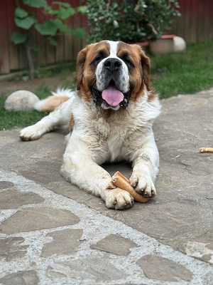 Mascul Saint Bernard cauta partenera