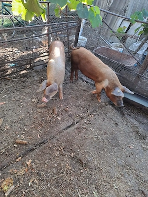 Suldei frumoși,  rasa Duroc