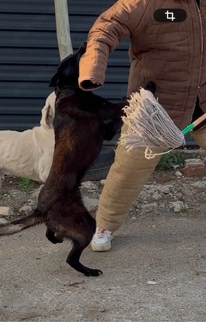 De vânzare mascul Ciobănesc belgian Malinois, în vârstă de 11 luni.  Câinele este vaccinat, deparazi - imagine 3