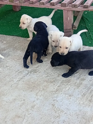 Caței Labrador - imagine 5