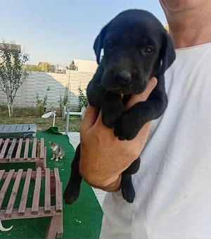 Caței Labrador - imagine 3
