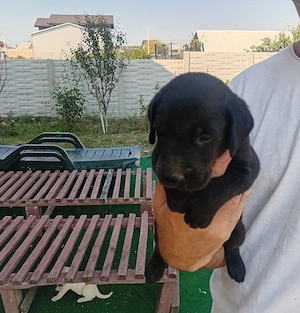 Caței Labrador
