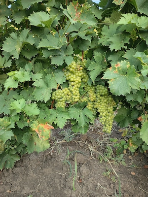 Struguri albi Tamaioasa ottonel ,sauvignon