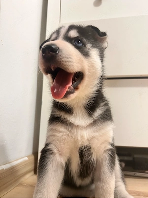 Husky       