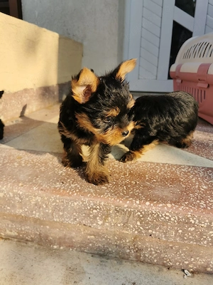 Yorkshire terrier 