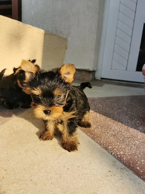 Yorkshire terrier 