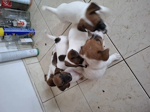 Jack Russel Terrier  pui  - imagine 2