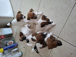 Jack Russel Terrier  pui 