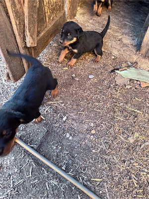 Căței Rottweilwer