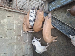Purcei duroc cu petrean - imagine 3