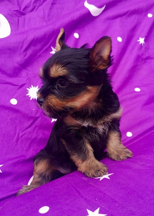 Yorkshire terrier 