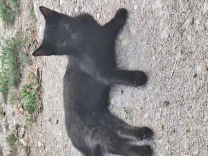 2 pisicuțe negre pentru adopție - imagine 3