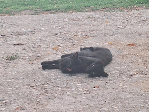 2 pisicuțe negre pentru adopție - imagine 4