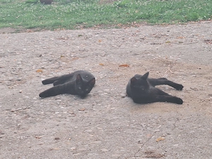 2 pisicuțe negre pentru adopție - imagine 5