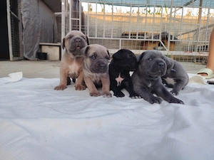 Cane corso Genetica top , părinți Grand Campioni  FCI - imagine 3