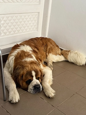 Saint Bernard caut partenera  - imagine 3