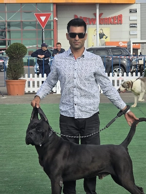 Cane corso Genetica top , părinți Grand Campioni  FCI - imagine 4