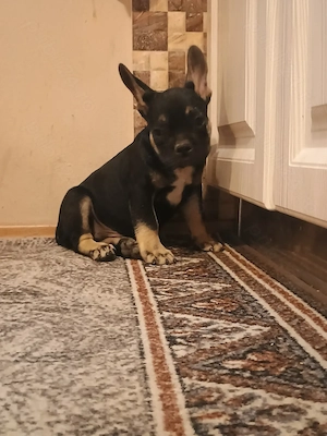 Puiuți de Bulldog francez rasă pură  - imagine 4