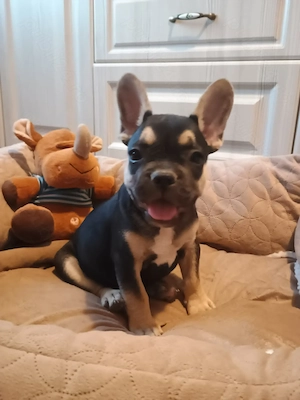 Puiuți de Bulldog francez rasă pură  - imagine 2
