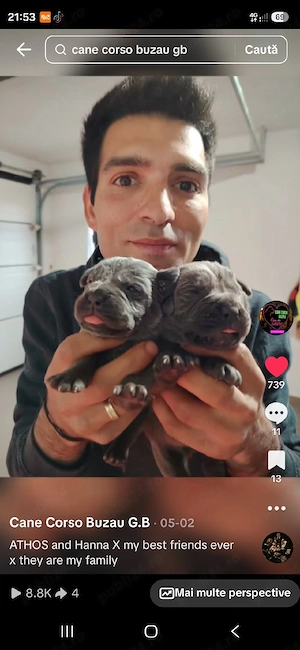 Cane corso Genetica top , părinți Grand Campioni  FCI - imagine 2